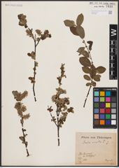 Foto von Salix aurita L.